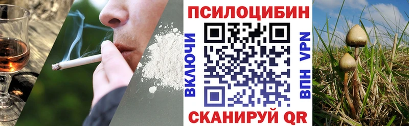 Галлюциногенные грибы Psilocybe Новоалтайск